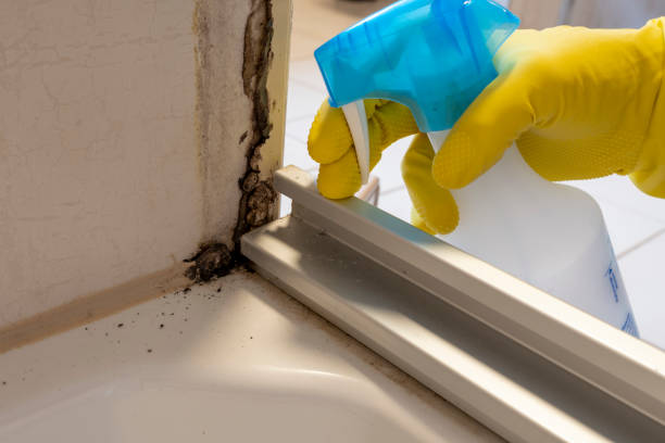 Best Residential Mold Remediation in Clinton, WA