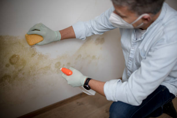 Best White Mold Remediation in Clinton, WA