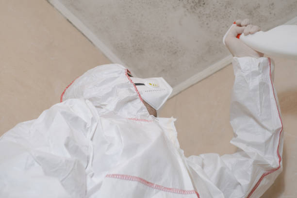 Best Localized Mold Remediation (e.g., coastal areas, humid climates) in Clinton, WA