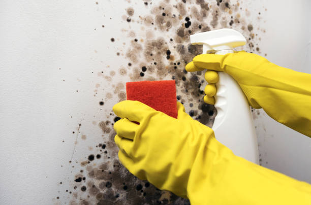 Best Basement Mold Remediation in Clinton, WA