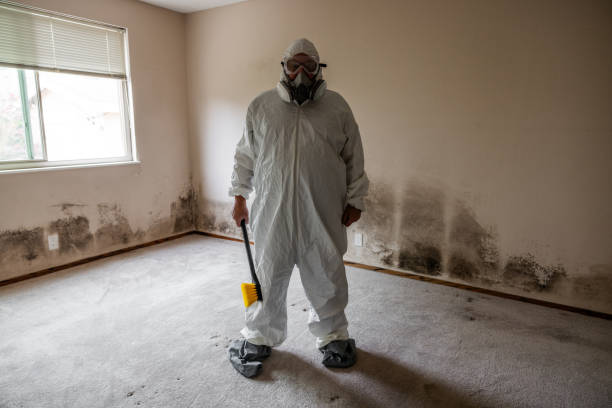 Best DIY Mold Remediation Support Services in Clinton, WA